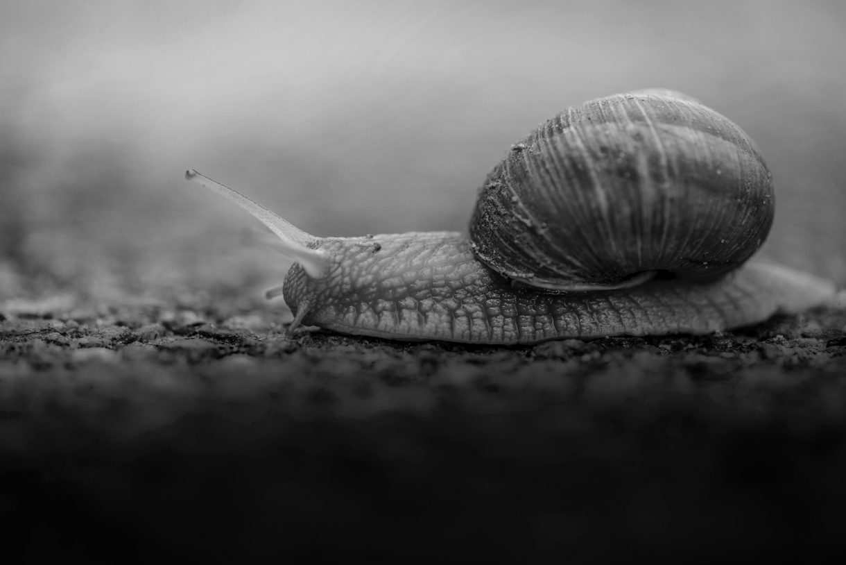 photo noir blanc escargot