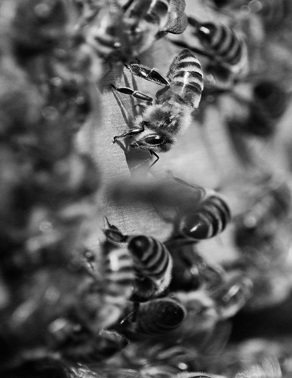 photo noir blanc abeilles