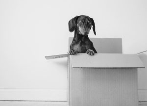 chien carton de déménagement