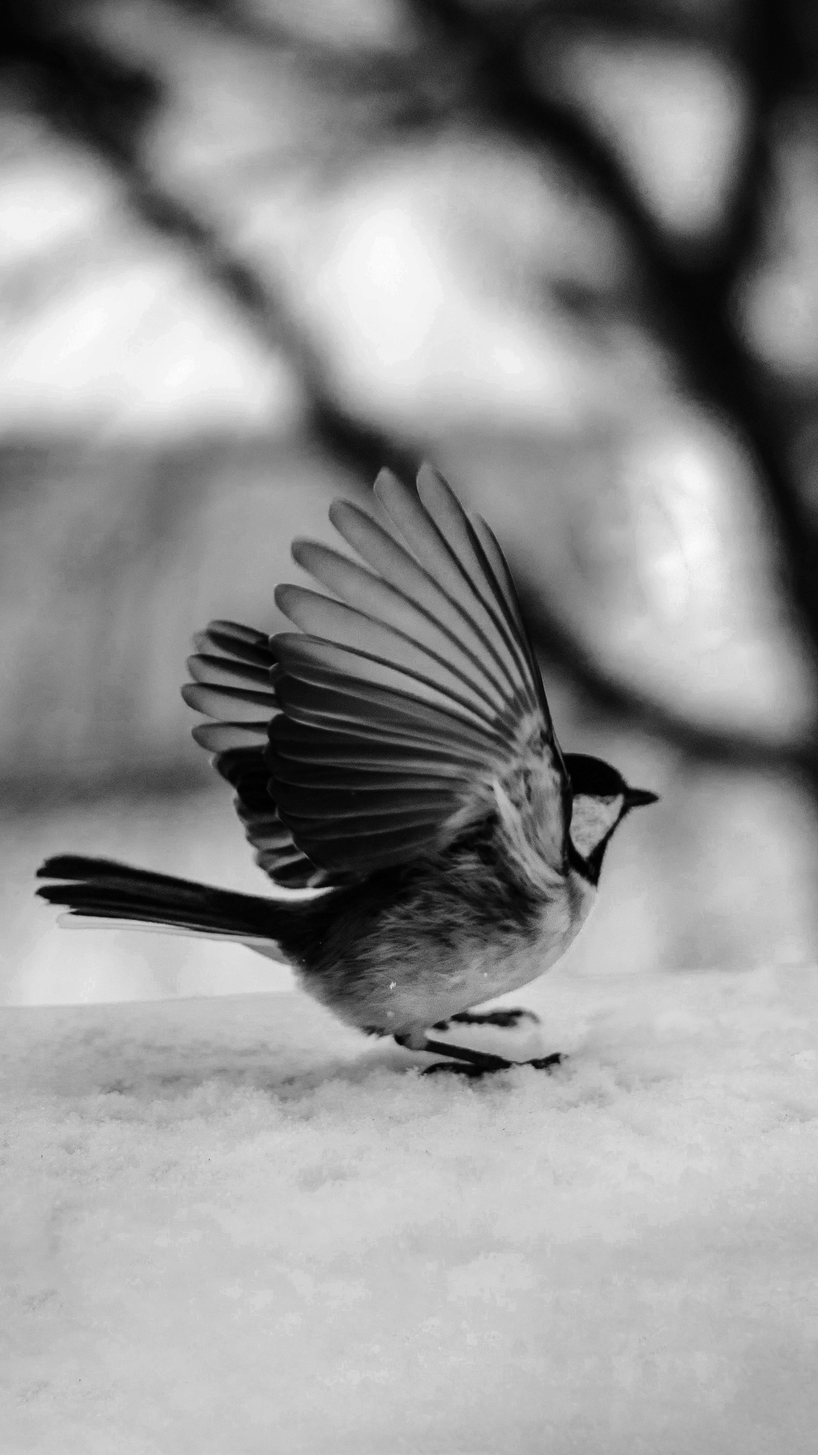 photo noir blanc oiseau