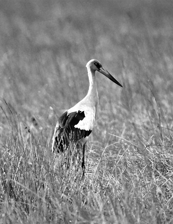 photo noir blanc cigogne