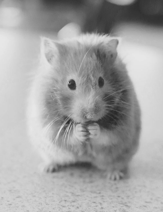 photo noir blanc hamster