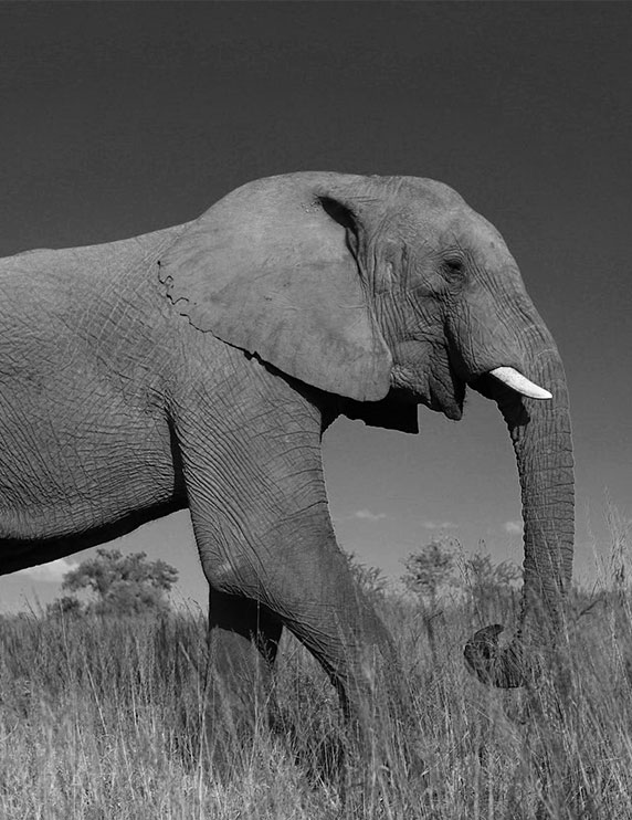 photo noir blanc éléphant