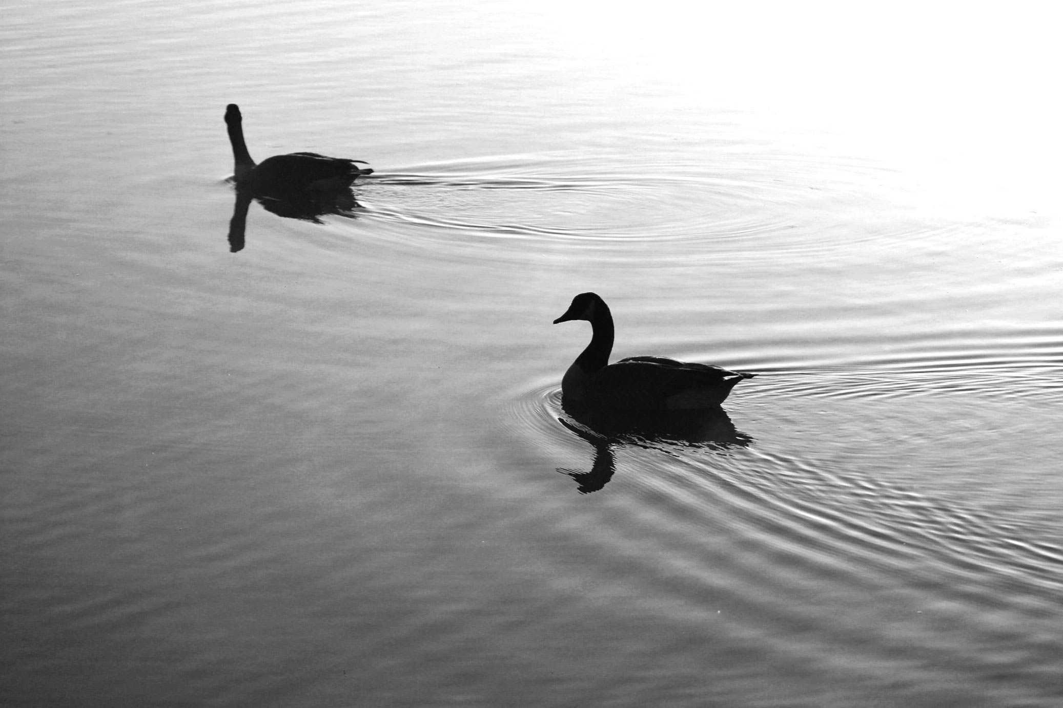 photo de cygnes