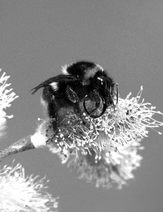 photo noir blanc abeille