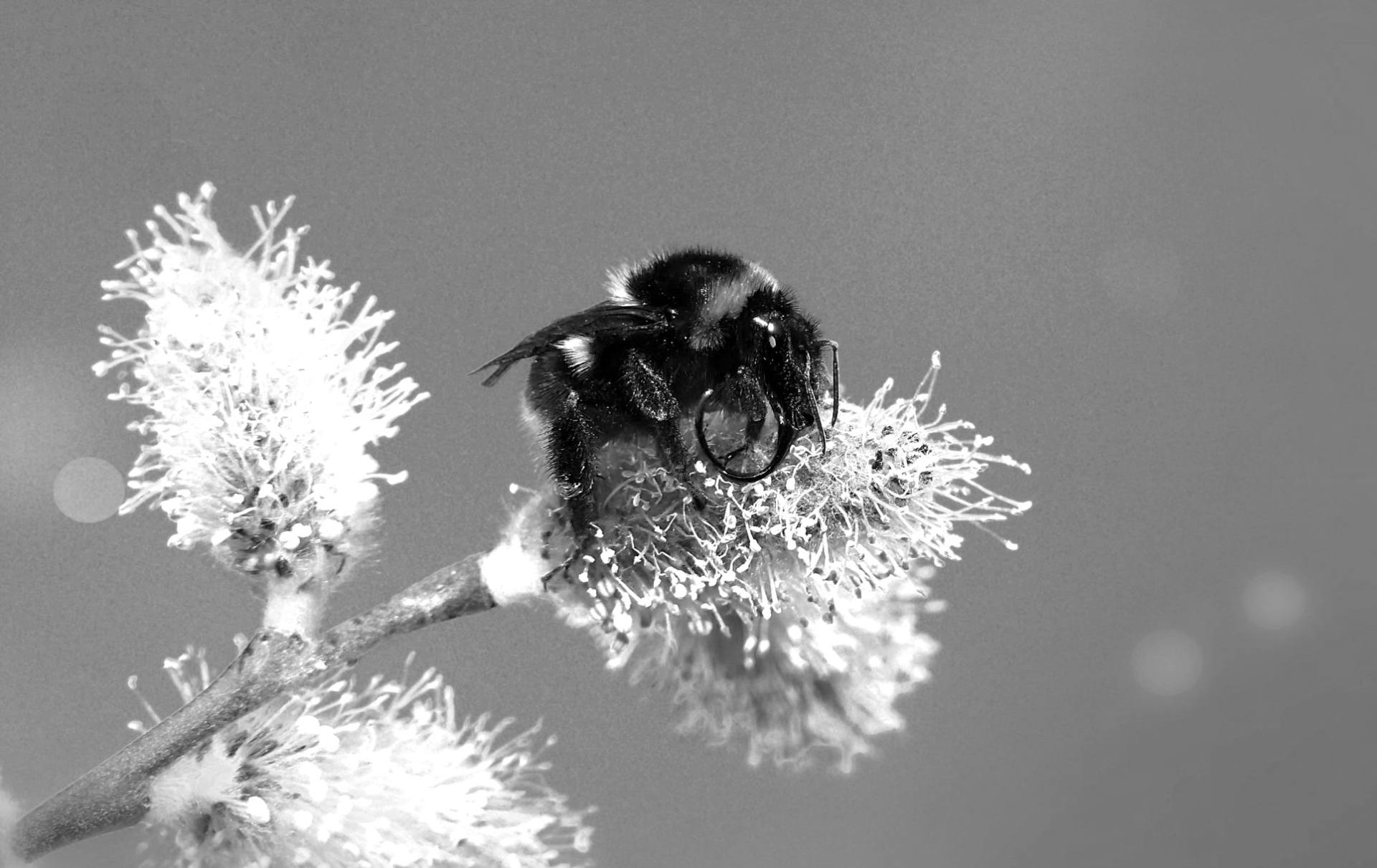 photo noir blanc abeille