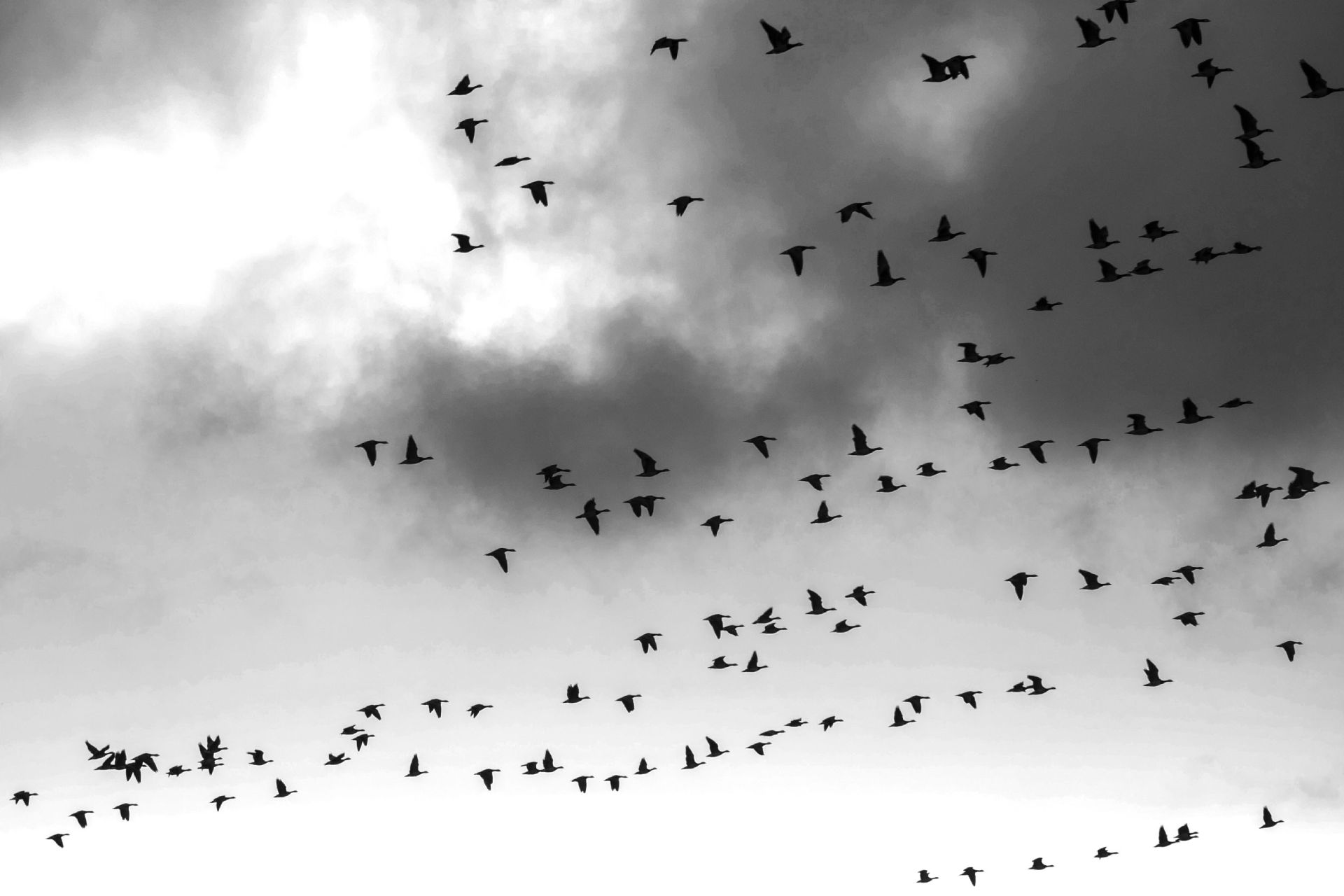 photo noir blanc oiseaux