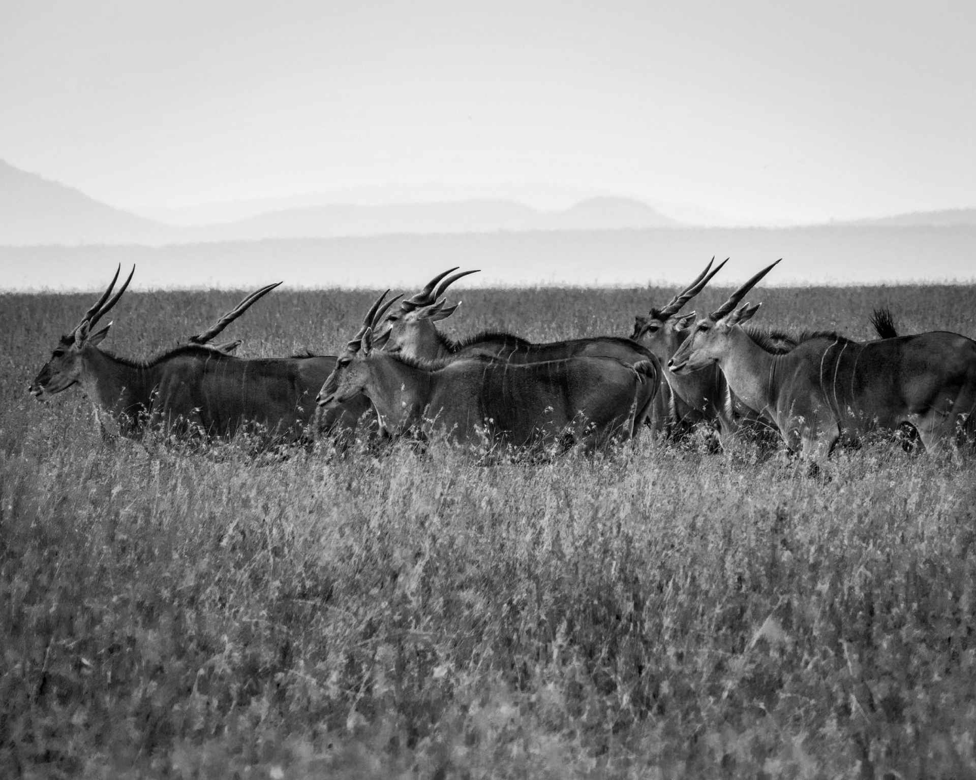 photo noir blanc gazelles